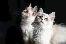 两只猫