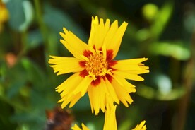 两色金鸡菊