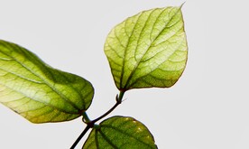 绿植 黄花 摄影 花草 鲜花