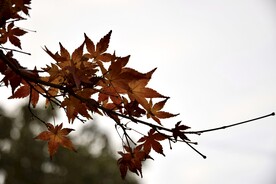 绿植 黄花 摄影 花草 鲜花