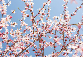 自然风景春天桃花户外