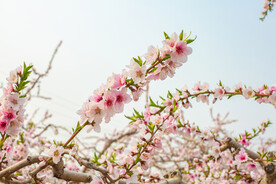 自然风景春天桃花户外