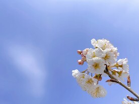 樱桃花