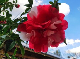 大理茶花