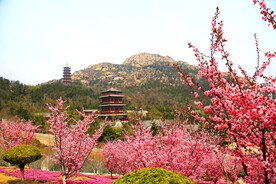 春日樱花