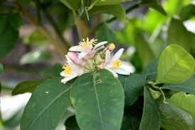 柠檬花