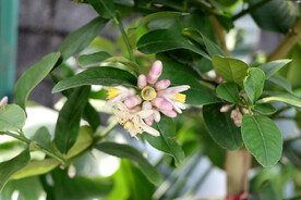 柠檬花