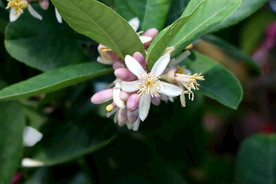 柠檬花
