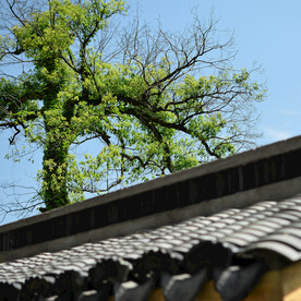 杭州龙井山小院外