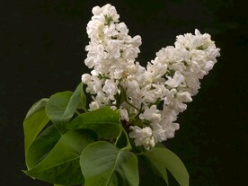 白色丁香花