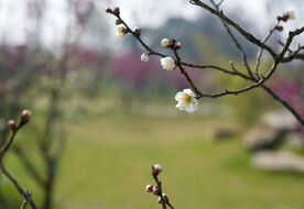 高雅的白梅花高清特写