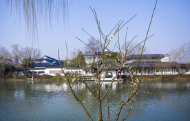 瘦西湖春梅开了