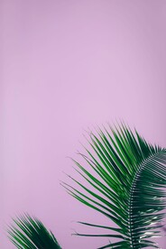 绿叶浅紫背景