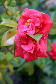 两朵山茶花