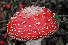 红蘑菇