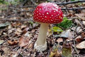 红蘑菇