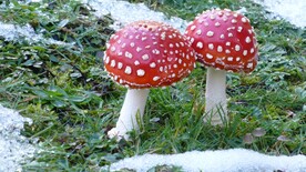 红蘑菇