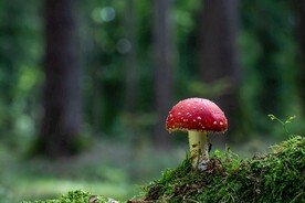 毒蘑菇