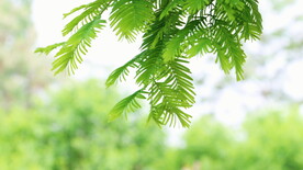 绿植绿叶树叶