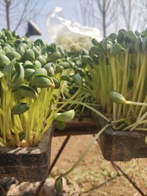 豆苗