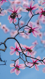 玉兰花 白玉兰 