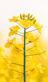 油菜花 