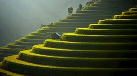 田园