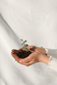 手捧发芽植树节