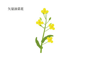 矢量油菜花