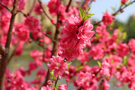 粉红桃花
