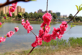 湖边桃花枝