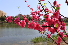 公园桃花