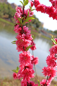 桃花枝
