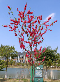 公园桃花