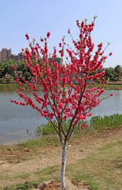 湖边桃花树