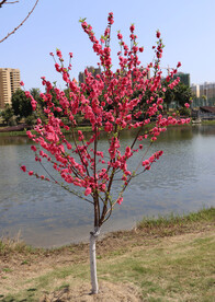 湖边桃花树
