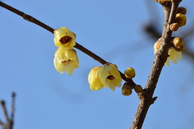 蜡梅 