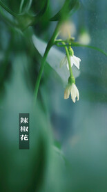 绿植绿叶植物