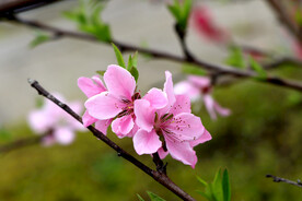 桃花特写