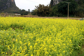 菜花田园风光