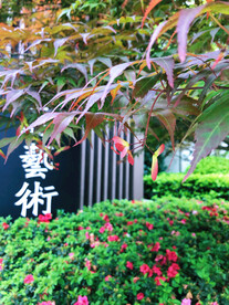 红枫枫树枫叶