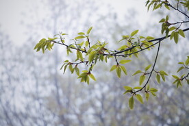 绿植绿叶树叶