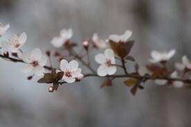 百花