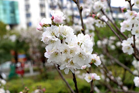 李子花