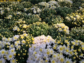 白色菊花群