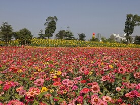 花田