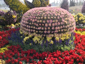 菊花