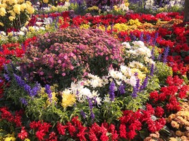 菊花绽放