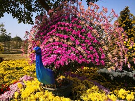 菊花孔雀