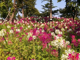 花海